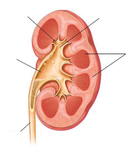 akutní pyelonefritida jako komplikace cystitidy